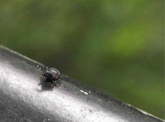 Polytus mellerborgii