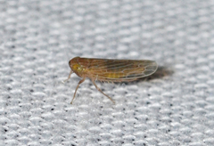 Graminella plana