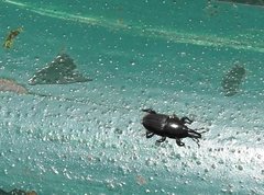 Polytus mellerborgii