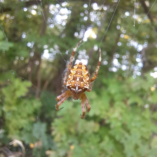 Cross Orbweaver