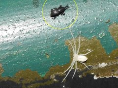 Polytus mellerborgii