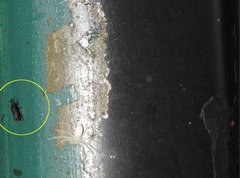 Polytus mellerborgii