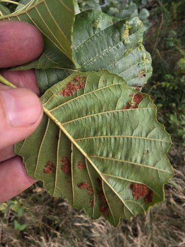 Alder erineum mite
