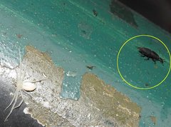 Polytus mellerborgii