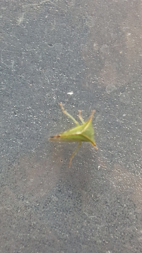 Buffalo Treehopper