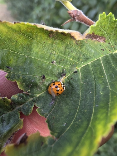 Asian Lady Beetle
