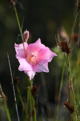 Gladiolus meridionalis