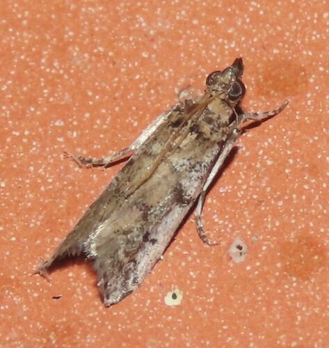 Navel Orangeworm Moth photo 4