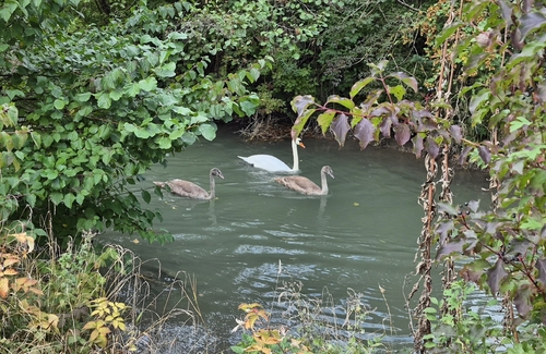 Mute Swan