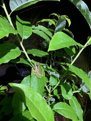 Hyla andersonii