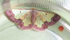 Zamarada plana denticincta