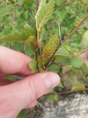 Betula chinensis, photograph 4