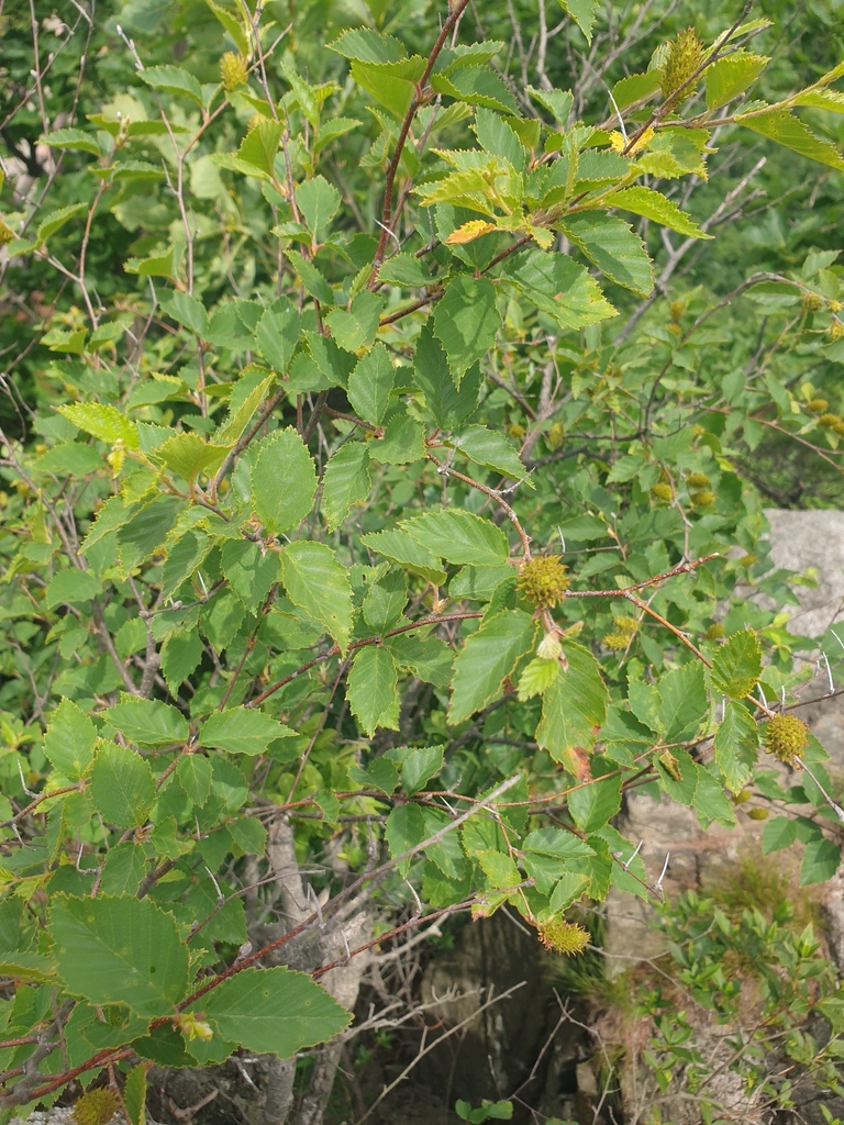 Betula chinensis; photograph Étienne Lacroix-Carignan, CC0, iNaturalist via GBIF