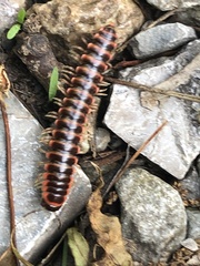 Semionellus placidus