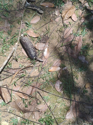 Hymenaea courbaril observed 2026-09-24