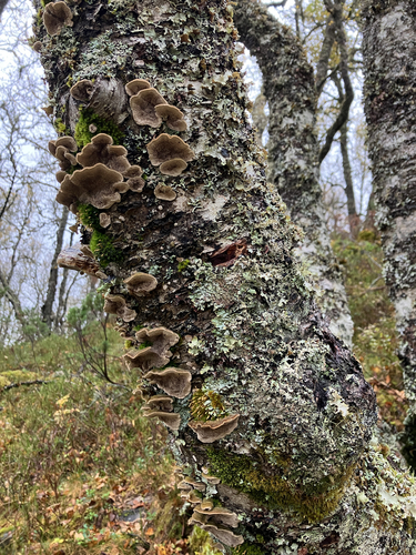 Mossy Maze Polypore