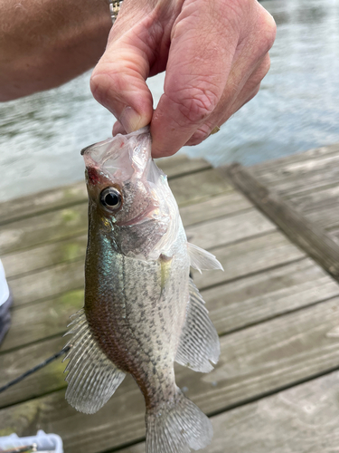 Black Crappie