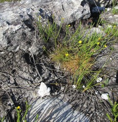 Ursinia trifida