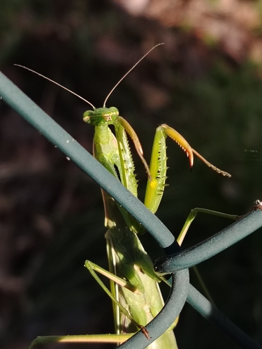 European Mantis