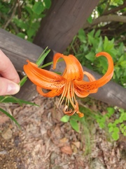 Lilium amabile