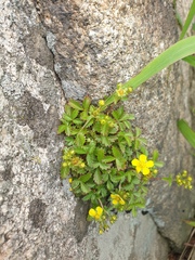 Potentilla dickinsii