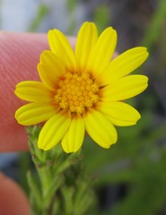 Ursinia trifida
