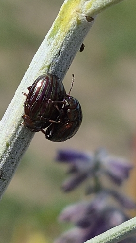 Rosemary Beetle