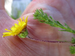 Ursinia trifida