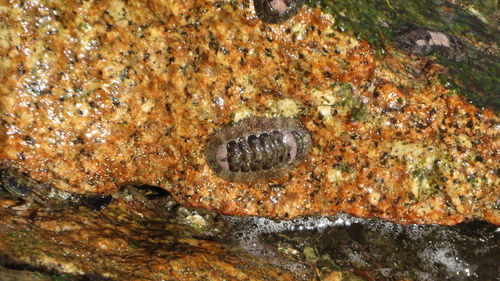 Liolophura japonica observed 2026-10-03