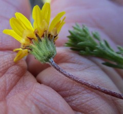 Ursinia trifida