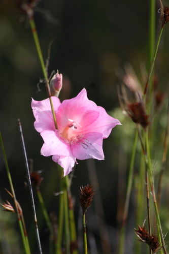 Image of Gladiolus meridionalis by (c) Sean Privett, some rights reserved (CC BY-SA)