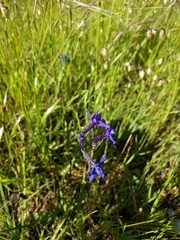 Delphinium hesperium