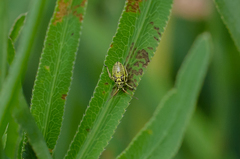 Brachycoleus decolor
