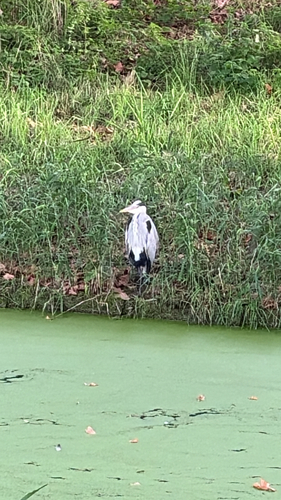 Grey Heron