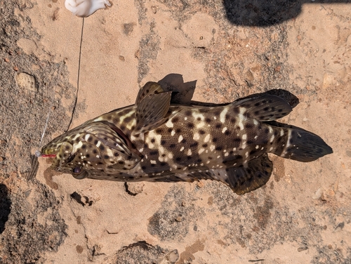 Epinephelus malabaricus observed 2026-09-26