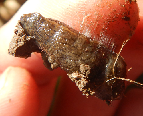 Tandonia budapestensis observed 2026-10-01