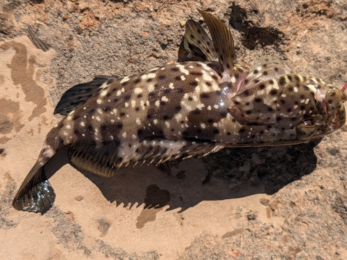 Epinephelus malabaricus observed 2026-09-26