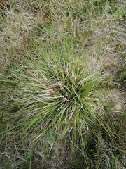 Carex pilulifera