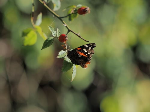 Red Admiral