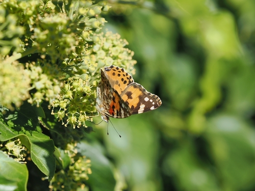 Painted Lady