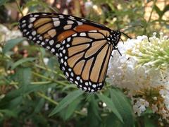 Danaus plexippus