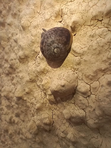 Garden Snail