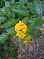 Lantana × hybrida