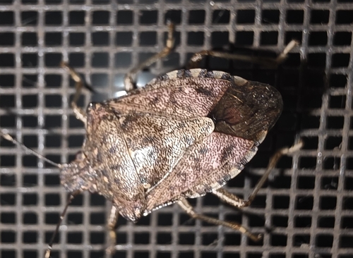 Brown Marmorated Stink Bug