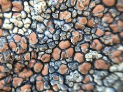 Lecanora sierrae