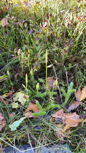 stag's-horn clubmoss