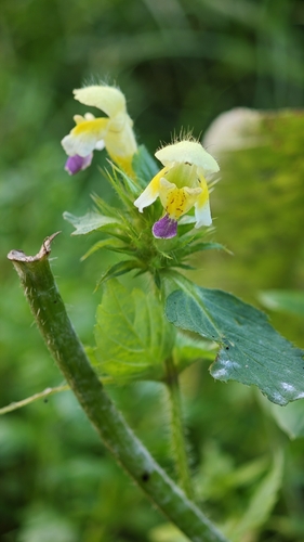 Large-flowered Hemp-nettle