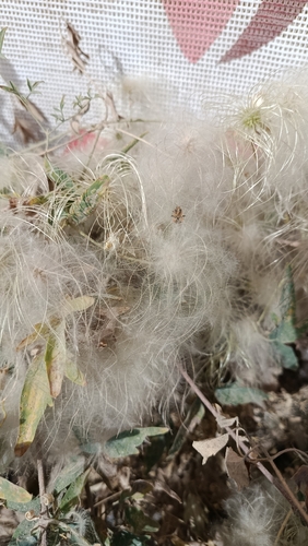 Clematis orientalis, 2026-10-03