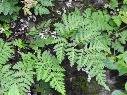 Aleuritopteris formosana observed 2026-09-24