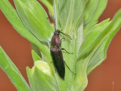 Ctenicera cuprea